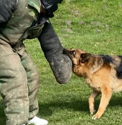 Krakow HUNDE JAGT Krakow HUNDE JAGT